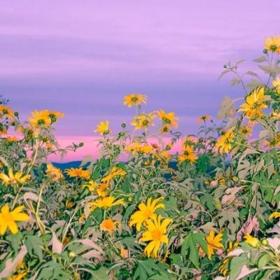 澳门4949资料免费大全手机app下载